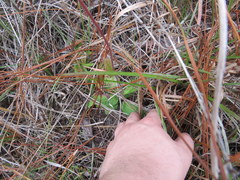 Hieracium gronovii image