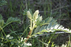 Astragalus bisulcatus