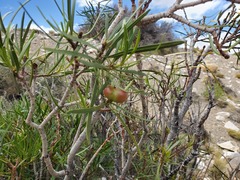 Colliguaja integerrima