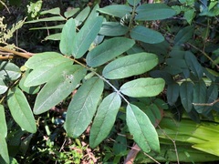 Derris involuta