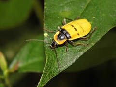 Chauliognathus missionum
