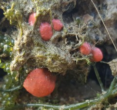 Eudistoma