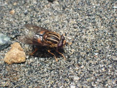 Helophilus antipodus