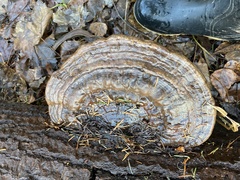 Ganoderma applanatum image