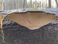 Ganoderma applanatum image