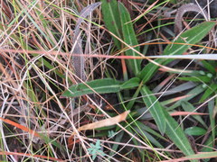 Helianthus heterophyllus