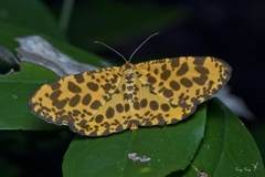 Epobeidia tigrata tigrata