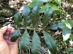 Dysoxylum mollissimum