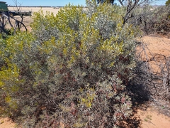 Acacia argyrophylla