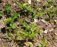 Erythronium montanum