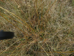 Eriocaulon decangulare image