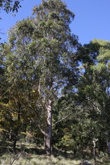 Eucalyptus nobilis