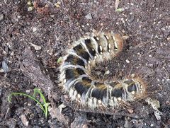 Pterolocera leucocera