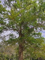 Dolichandrone serrulata