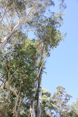 Eucalyptus nobilis