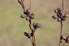 Eucalyptus nobilis