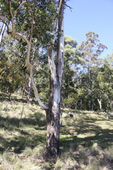 Eucalyptus nobilis