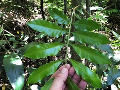 Dysoxylum mollissimum