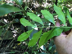 Dysoxylum mollissimum
