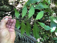 Dysoxylum mollissimum