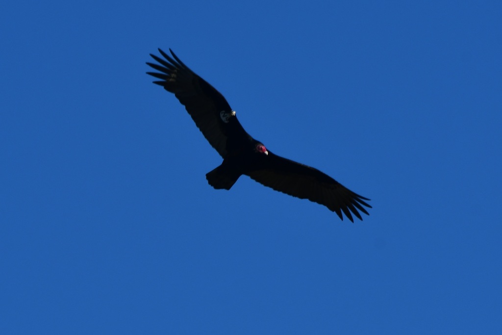 Turkey Vulture from Santee Lakes; Santee, California on December 16 ...