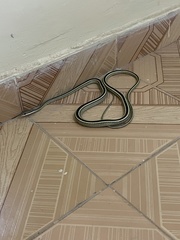 Psammophis punctulatus