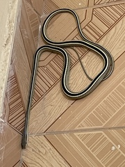 Psammophis punctulatus