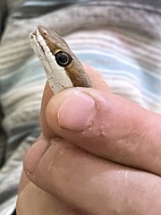 Psammophis punctulatus