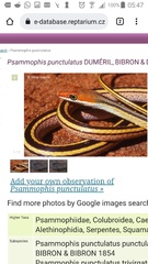 Psammophis punctulatus