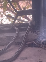 Psammophis punctulatus