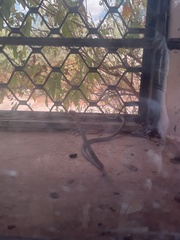 Psammophis punctulatus