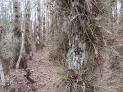 Tillandsia bartramii