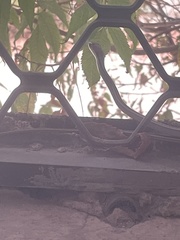 Psammophis punctulatus