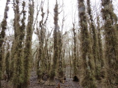 Tillandsia bartramii