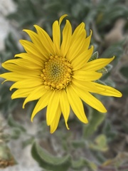 Heterotheca fulcrata