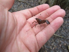 Procambarus leonensis