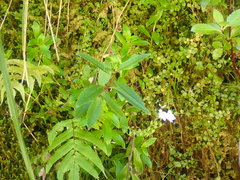 Veronica catarractae