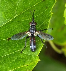Cylindromyia bicolor