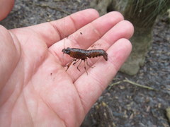 Procambarus leonensis