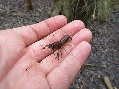 Procambarus leonensis