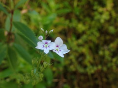 Veronica catarractae