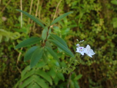 Veronica catarractae