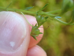 Veronica catarractae