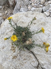 Heterotheca fulcrata