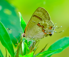 Rubroserrata ecbatana