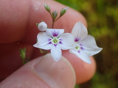 Veronica catarractae