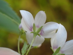 Veronica catarractae