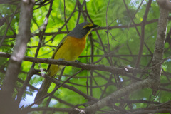 Telophorus sulfureopectus