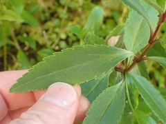 Veronica catarractae