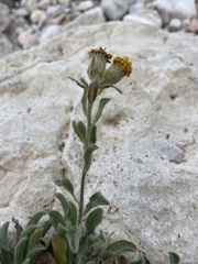 Heterotheca fulcrata